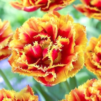 Тюльпан бахромчатый Криспион Бьюти изображение 6
