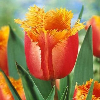 Тюльпан бахромчатый Ламбада изображение 3