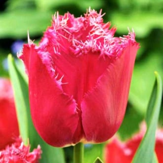 Тюльпан бахромчатый Мустанг изображение 5