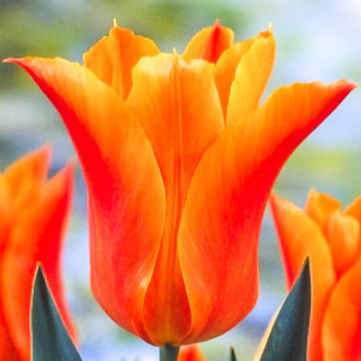 Тюльпан лилиецветный Баллада Оранж изображение 1