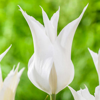 Тюльпан лилиецветный Баллада Вайт изображение 2
