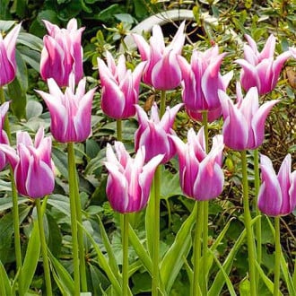 Тюльпан Баллада изображение 10