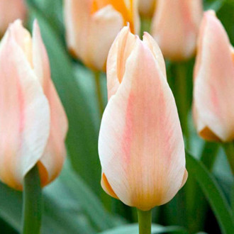 Тюльпан Литтл Герл изображение 13