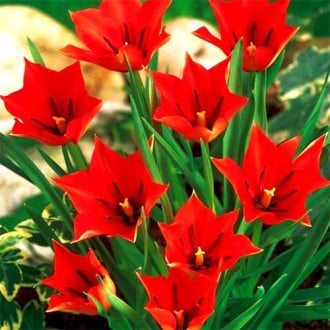 Тюльпан ботанический Ред Хантер изображение 4