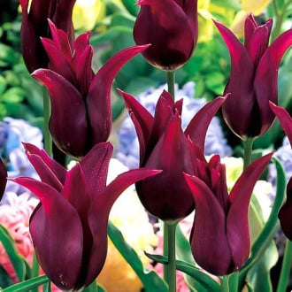 Тюльпан лилиецветный Бургунди изображение 3