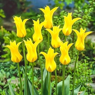 Тюльпан лилиецветный Флешбек изображение 2