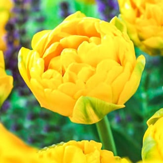 Тюльпан махровый Голд Февер изображение 1