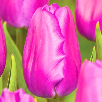 Тюльпан Холланд Бьюти изображение 7