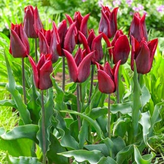 Тюльпан лилиецветный Ластинг Лав изображение 5