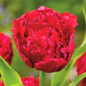 Тюльпан бахромчатый Лайон Кинг изображение 1
