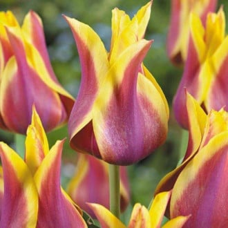 Тюльпан лилиецветный Баллада Дрим изображение 6