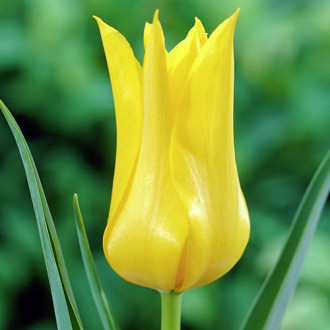 Тюльпан лилиецветный Баллада Голд изображение 5