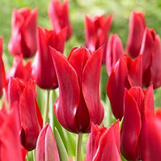 Тюльпан лилиецветный Ред Шайн изображение 1