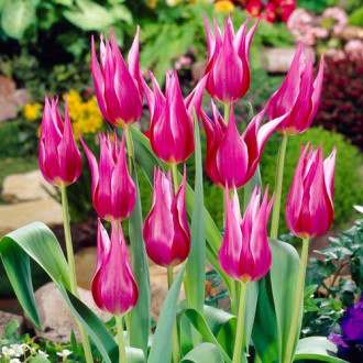 Тюльпан лилиецветный Лилиледи изображение 4