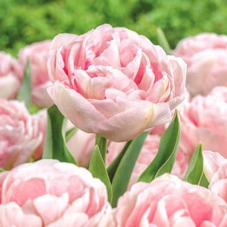 Тюльпан махровый Анжелика изображение 3