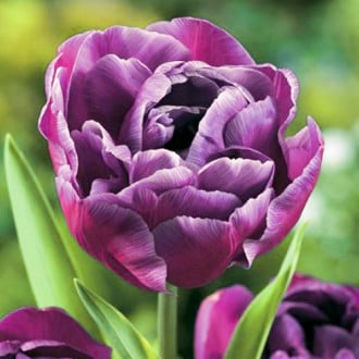 Тюльпан махровый Блю Даймонд изображение 4