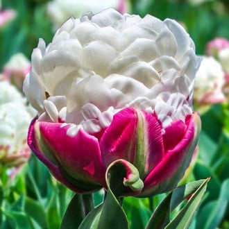 Тюльпан махровый Дабл Полар изображение 2