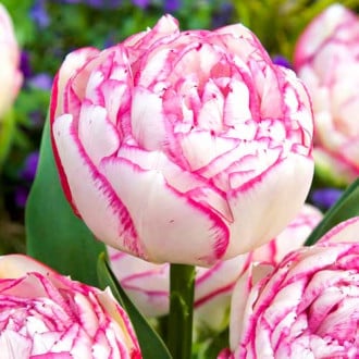 Тюльпан махровый Дабл Тач изображение 5