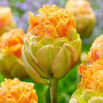Тюльпан махровый Ле-Лаванду изображение 5