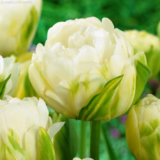 Тюльпан махровый Дабл Маурин изображение 6