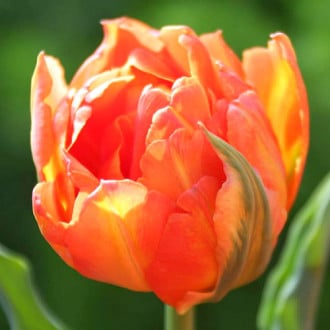 Тюльпан махровый Монте Оранж изображение 3