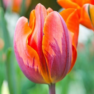 Тюльпан махровый Оранж Принцесс изображение 6