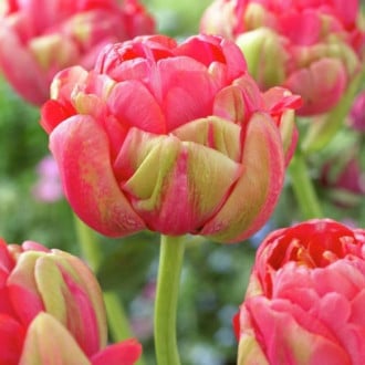 Тюльпан махровый Реноун Юник изображение 1