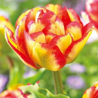 Тюльпан махровый Сандаунер изображение 2
