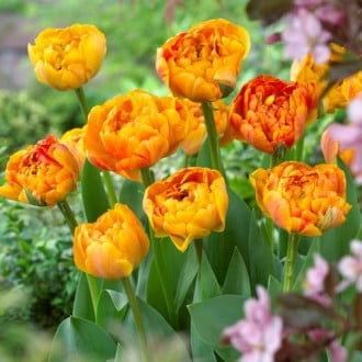 Тюльпан махровый Санловер изображение 5