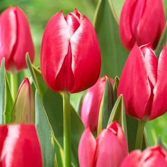 Тюльпан многоцветковый Драгон Кинг изображение 4