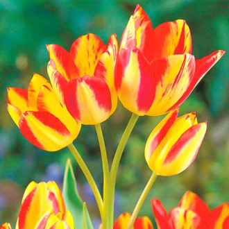 Тюльпан многоцветковый Флоретте изображение 1