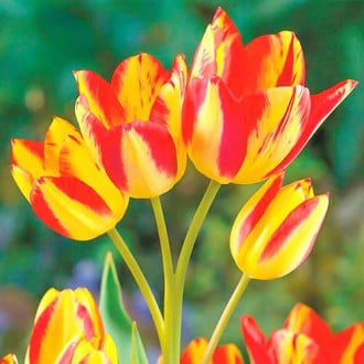 Тюльпан многоцветковый Флоретте изображение 2