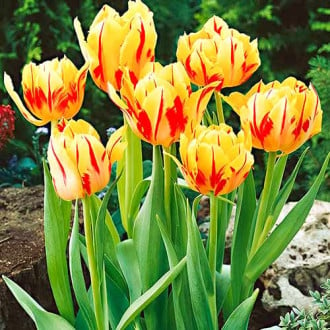 Тюльпан многоцветковый Колор Спектакль изображение 4