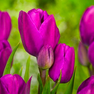 Тюльпан многоцветковый Пурпл Букет изображение 2