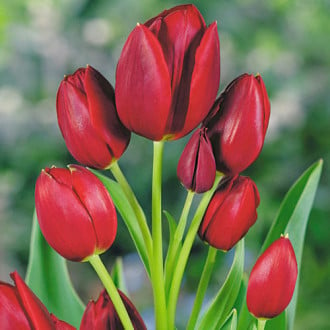 Тюльпан многоцветковый Уоллфлауэр изображение 3
