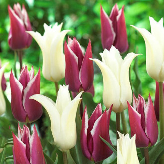 Тюльпан лилиецветный Пурпл Чик, микс изображение 6