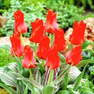 Тюльпан Грейга Ред Торч изображение 1