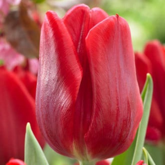 Тюльпан Руби Принц изображение 3