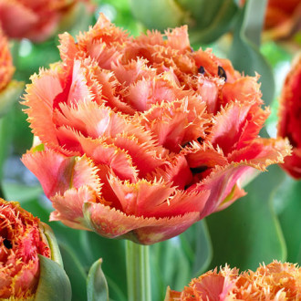 Тюльпан бахромчатый Сенсуал Тач изображение 5