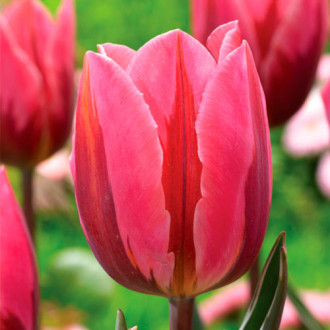 Тюльпан Триумф Претти Принцесс изображение 14