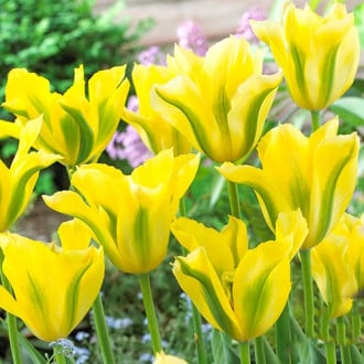Тюльпан зеленоцветный Йеллоу Спринг Грин изображение 4