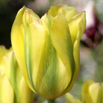 Тюльпан зеленоцветный Формоза изображение 1