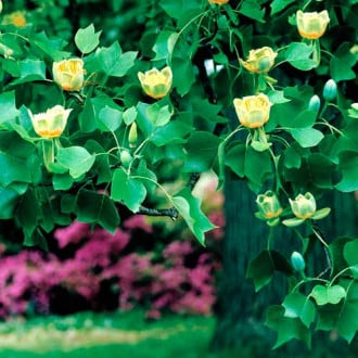 Тюльпанное дерево (лириодендрон) изображение 1