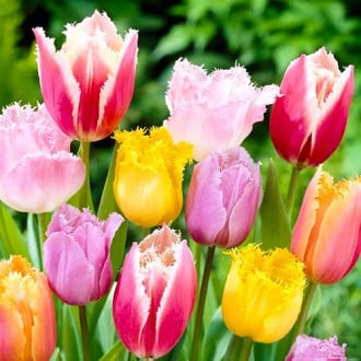 Тюльпаны бахромчатые, микс изображение 6
