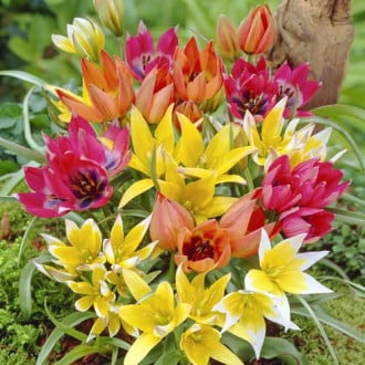 Тюльпаны ботанические, микс изображение 5