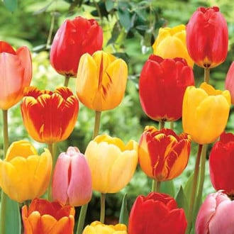 Тюльпаны Дарвина Ангел, микс изображение 1