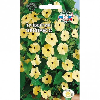 Тунбергия Экспресс, семена изображение 8