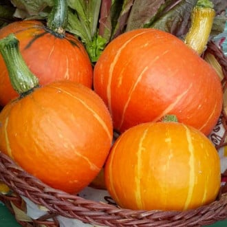 Тыква Праздничный десерт F1, семена изображение 12