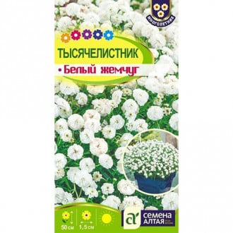 Тысячелистник (ахиллея) Белый жемчуг, семена изображение 9