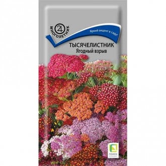 Тысячелистник (ахиллея) Ягодный взрыв, смесь окрасок изображение 18